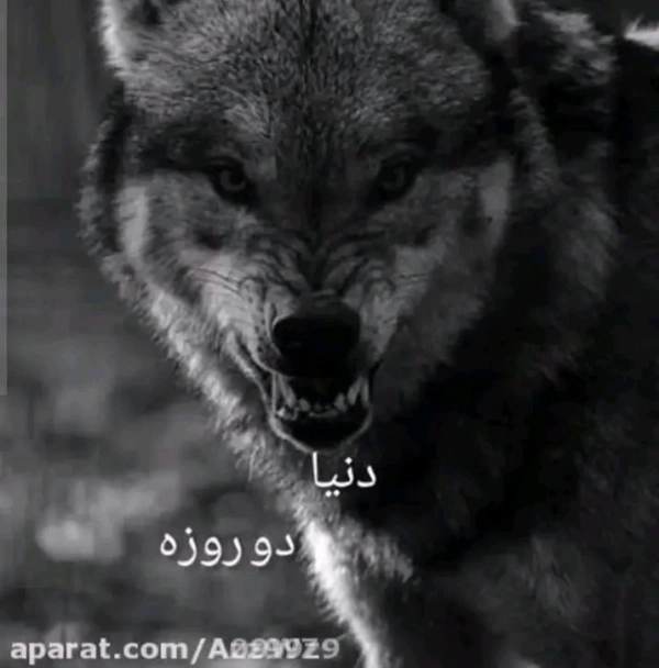 علیرضا