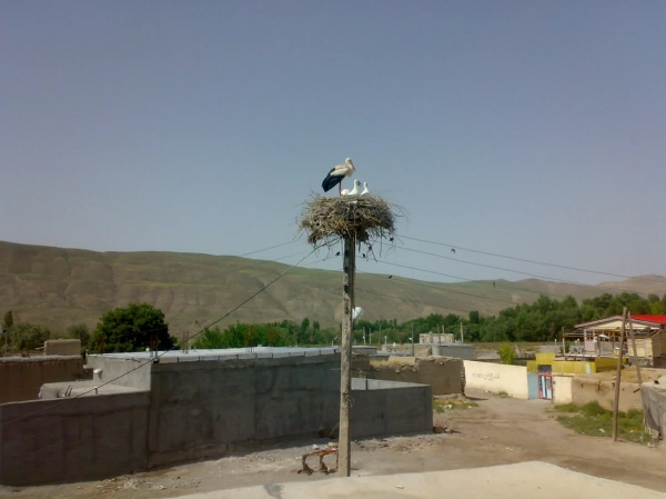 سیاره 8778