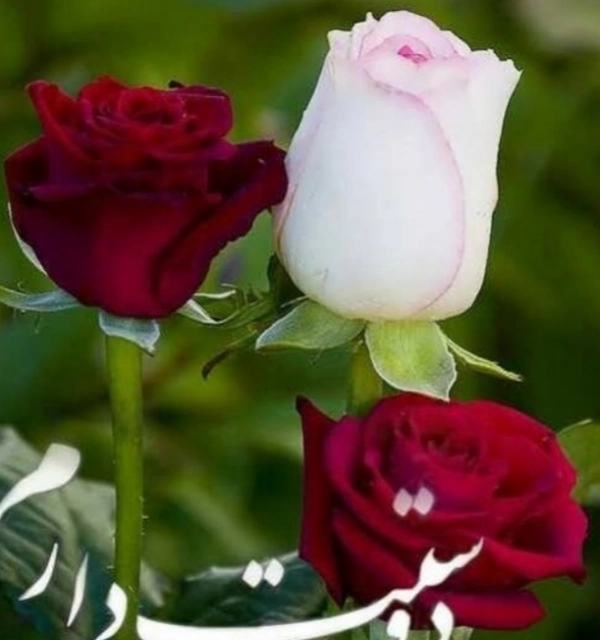 مهتاب