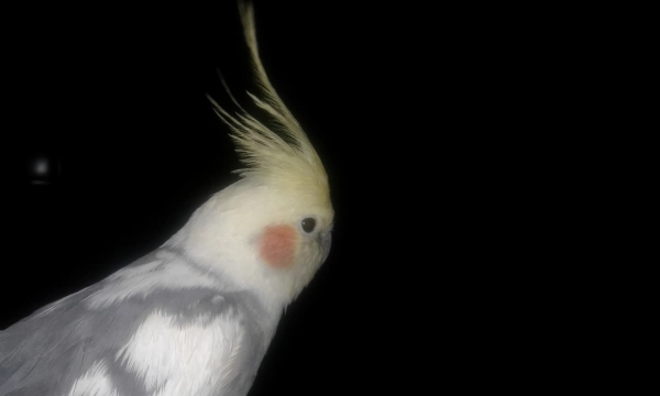 ممد