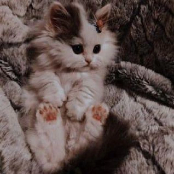 darya__3549