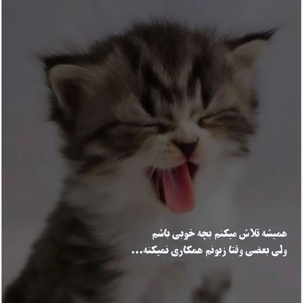 زمین