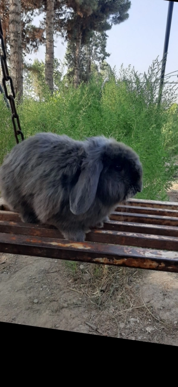 masih
