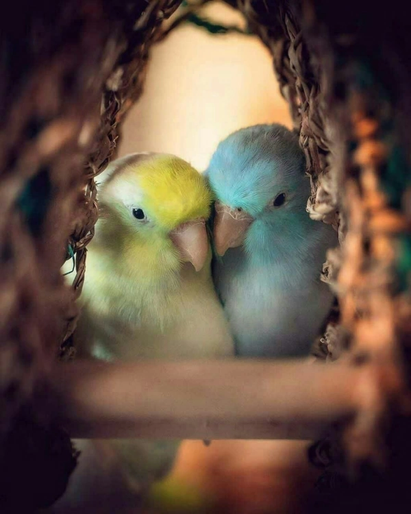 سیاره 2863