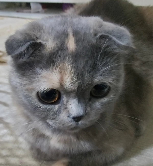 beni♡