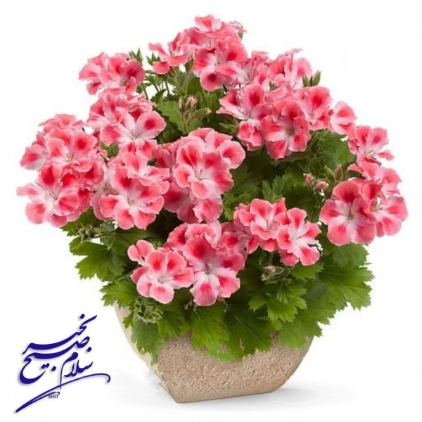 سیاره 3541