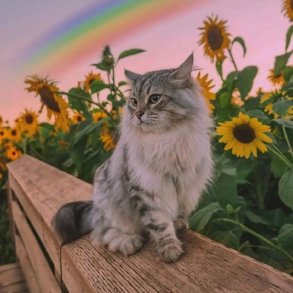 darya