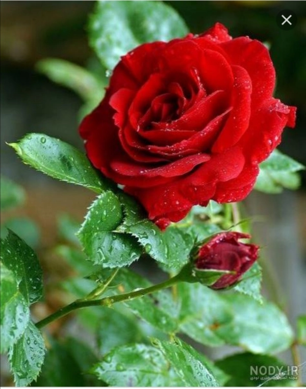 سیاره ۷۰۹۵