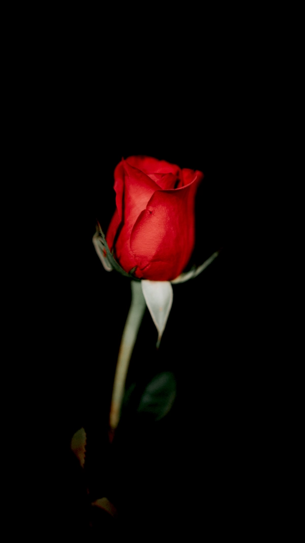 مهدی سمیعی لاری