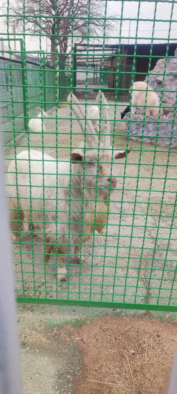 ممدا