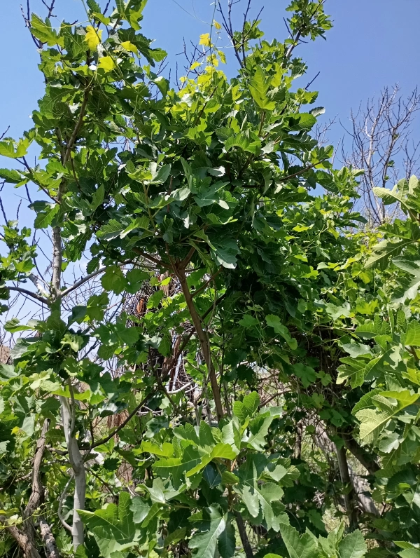 مریخ