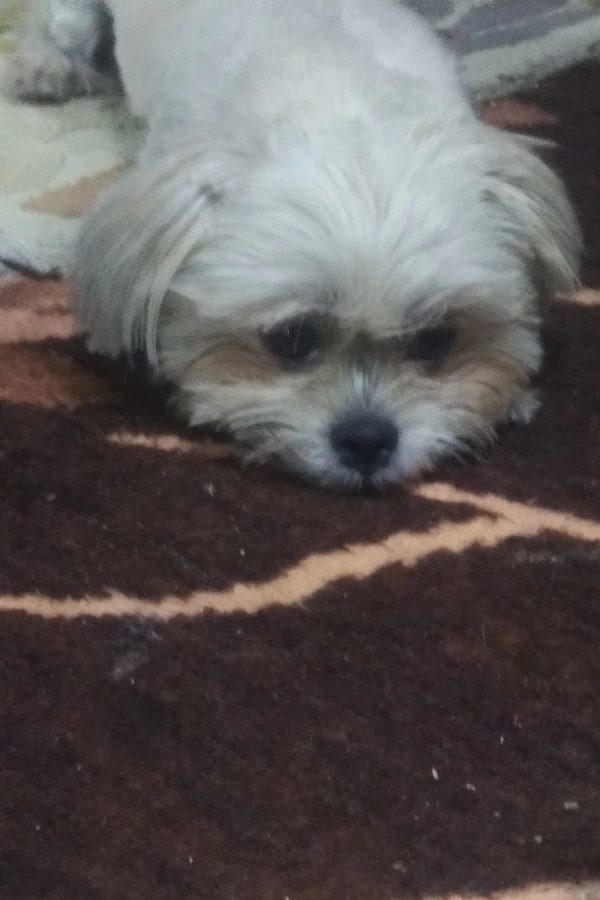 vatovatoo