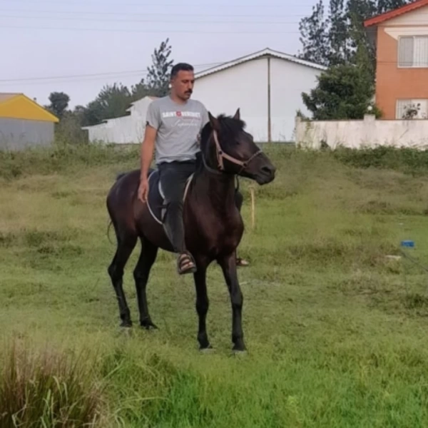 سیاره 3561