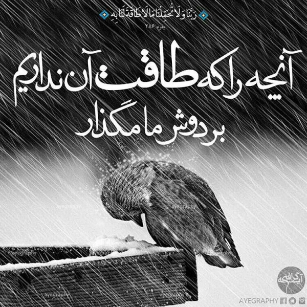 narges
