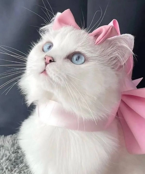 Fatemeh
