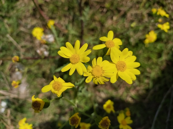 ونوس