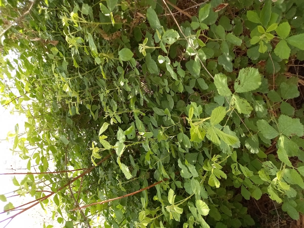 رآدوین