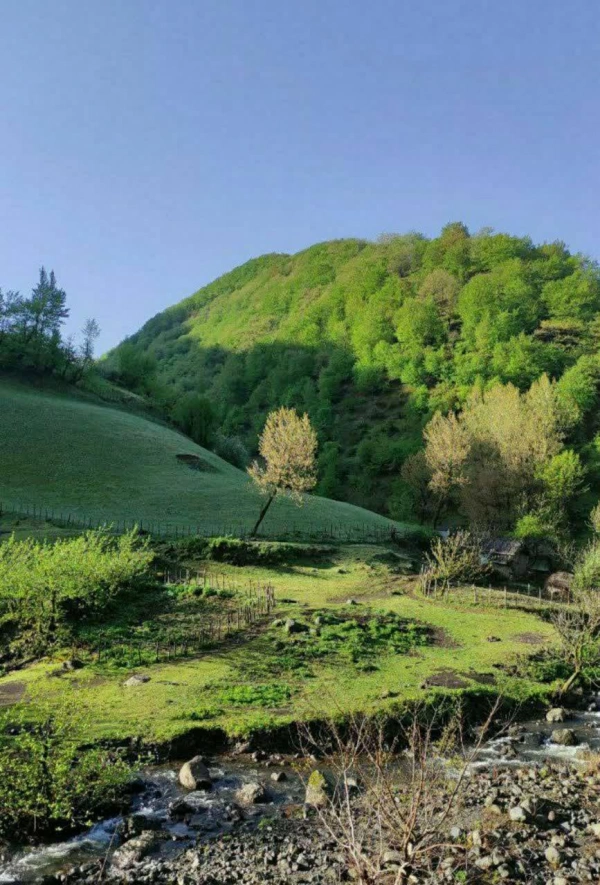 علی
