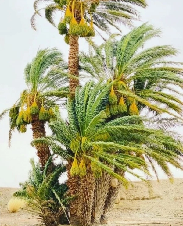 بی‌وفا
