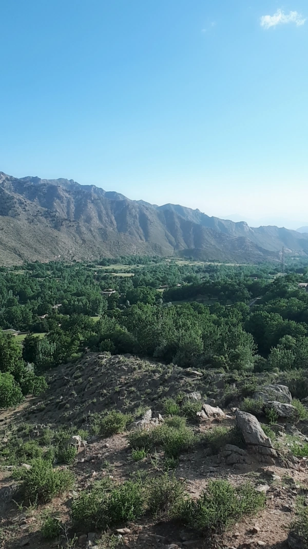 داریوش