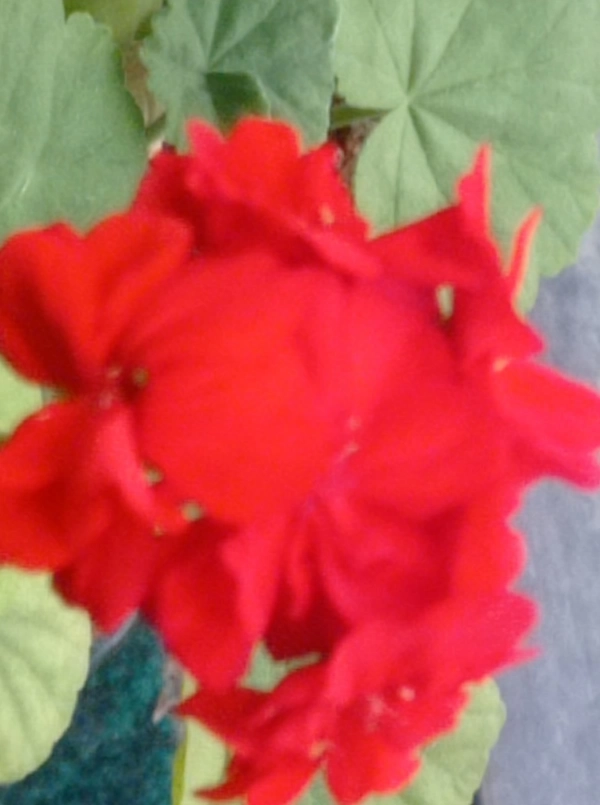 نازنین زهرا
