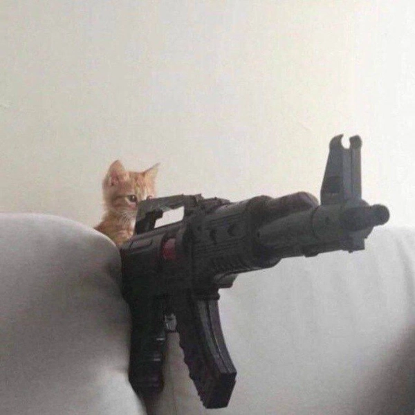 cat=)