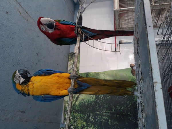نازگل