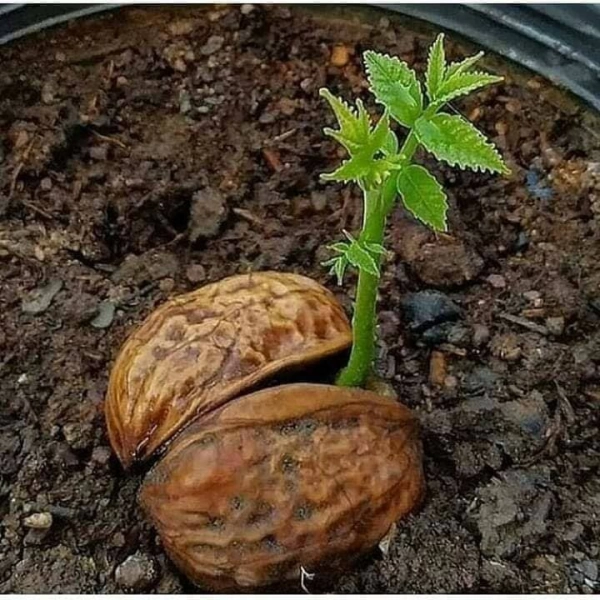 سامان از اعنبراباد