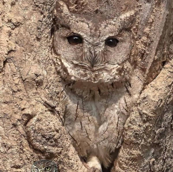 دانیال