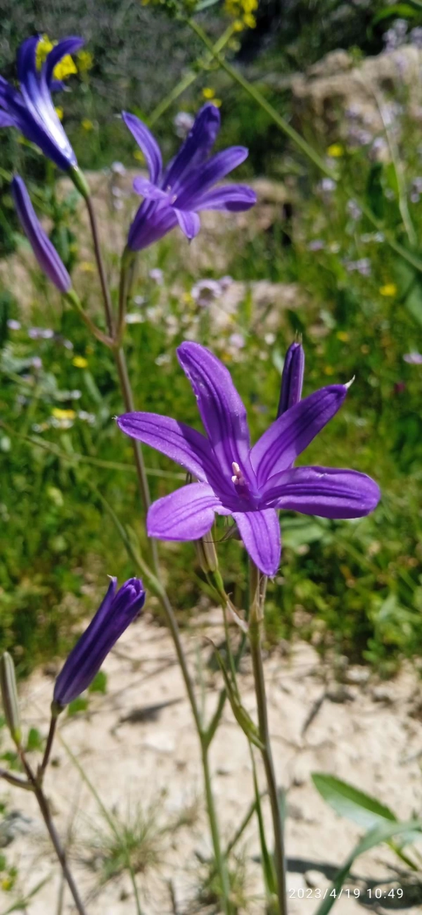 زمین
