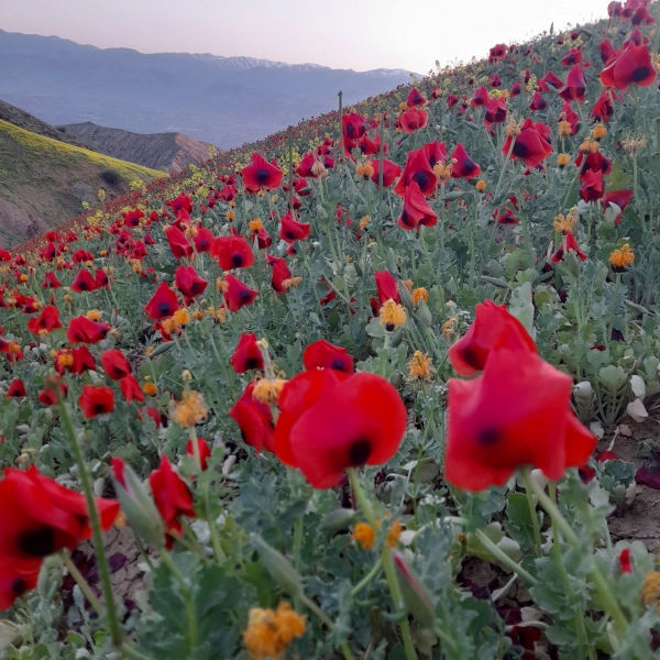 سیاره 3194