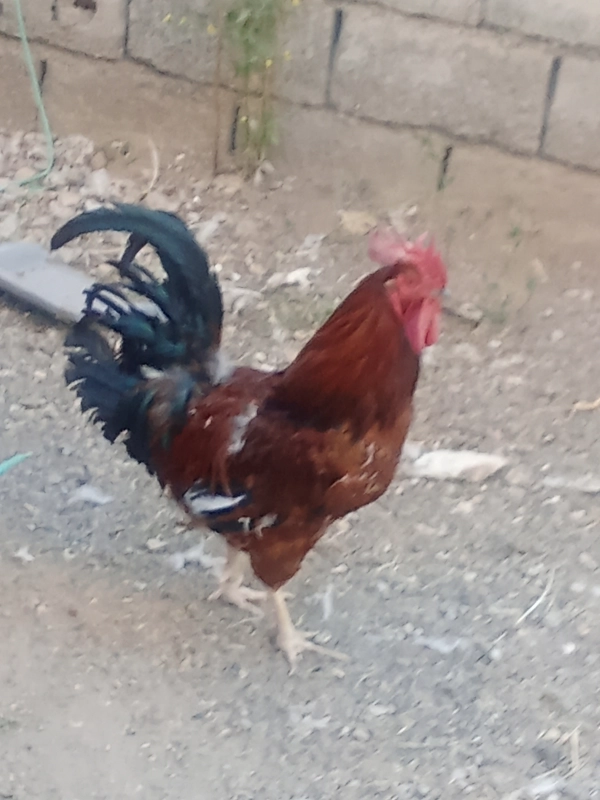 سیاره 2891