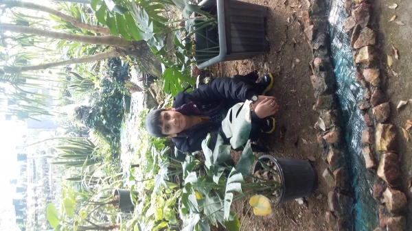 حامد