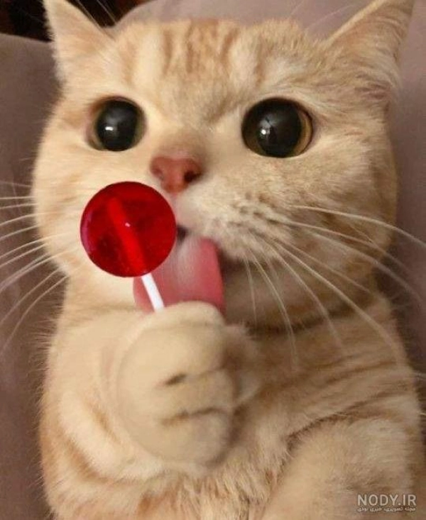 (())YALDA(())