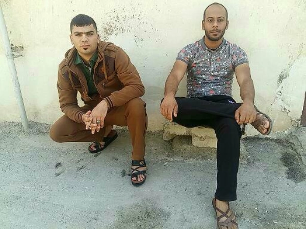 گرگ بیابان