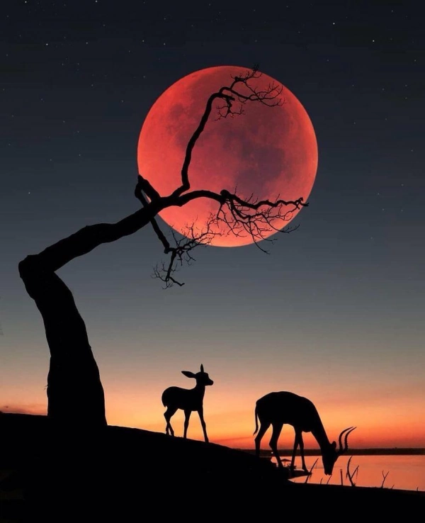 ژینوس