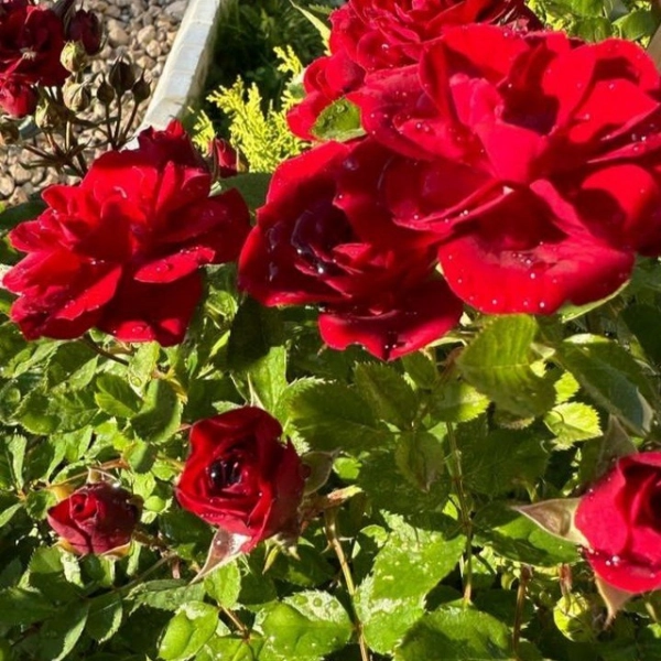 سیاره 5543