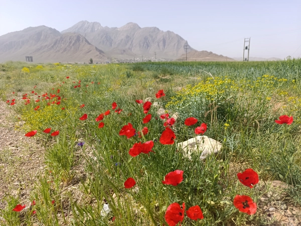 سیاره کیمیاگر