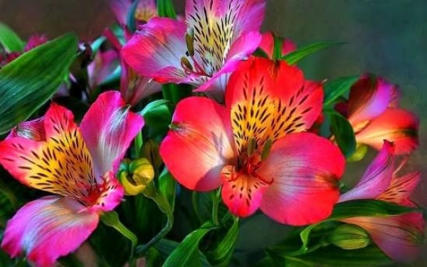 Aliعشق سراغازهمه چیز