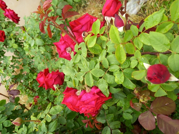 زمین