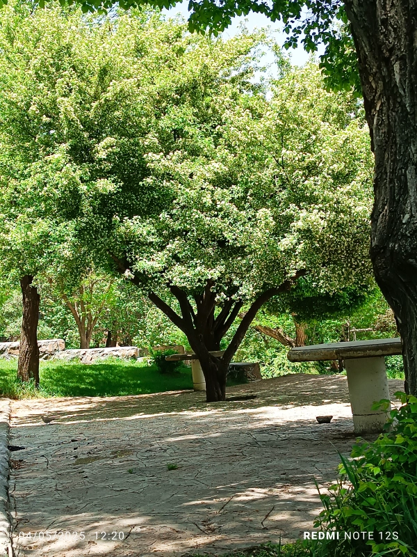 سیاره taher