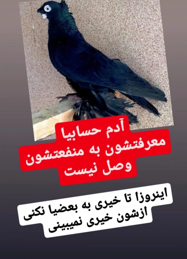 علی( یزد بیاد )