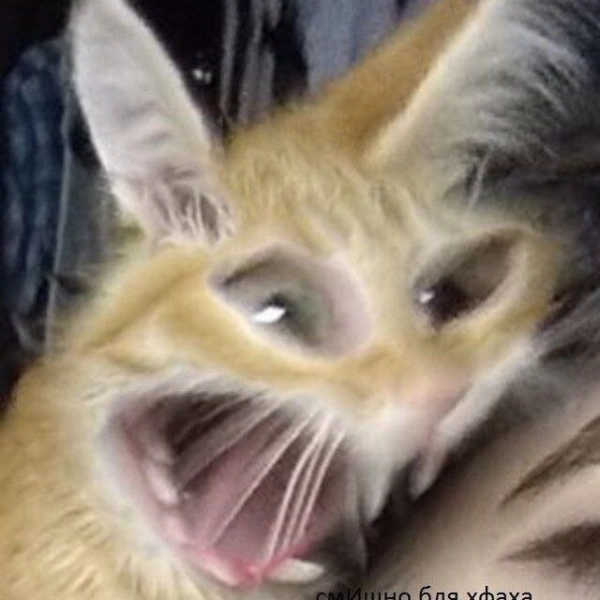 amir