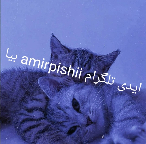 امیر