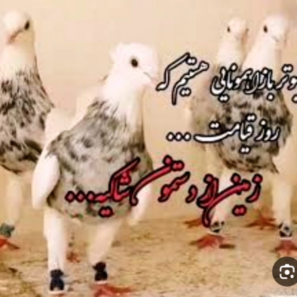 کفتر با کفتر باز با باز