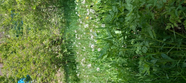 احسان
