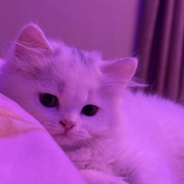 سیاره مغرور۳۹۱۱