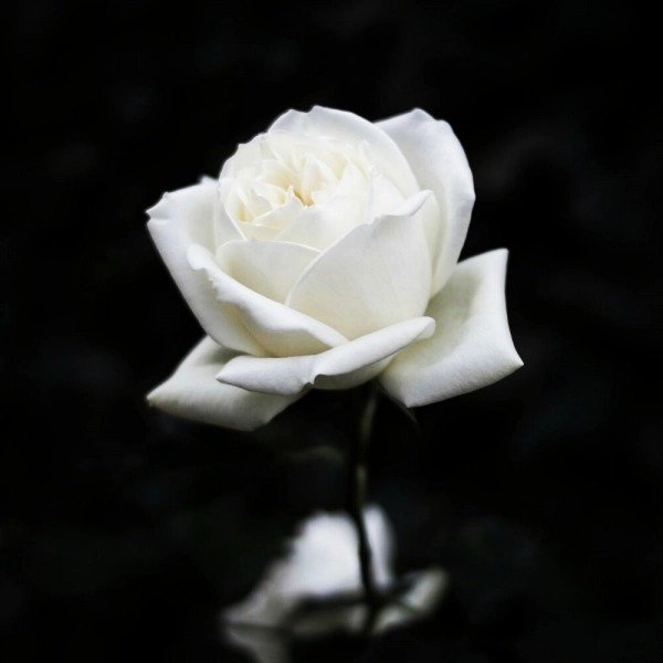 مهدیه