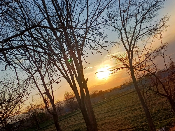 الینا