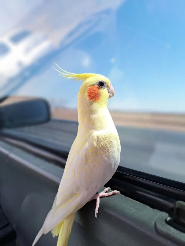 یونا